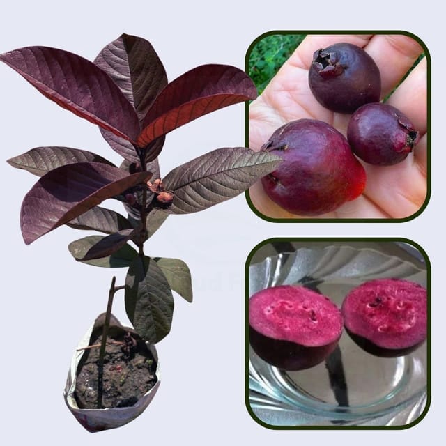 Purple Guava Air Layered Healthy Fruit Plant Purple Guava Air Layered Healthy Fruit Plant