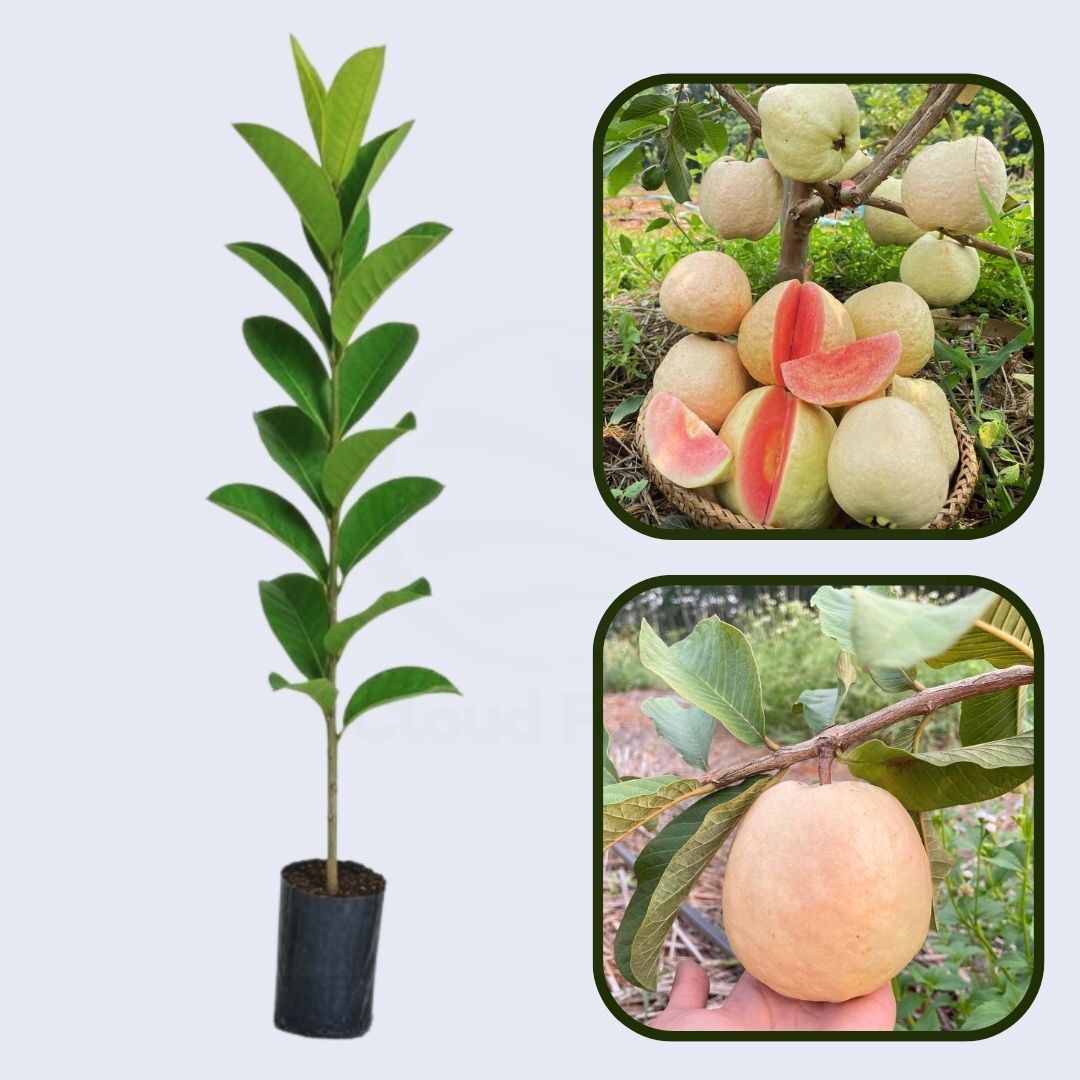 Giant Red Guava Air Layered Healthy Fruit Plant