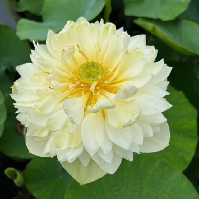 Bowl Lotus Golden Apple Tuber