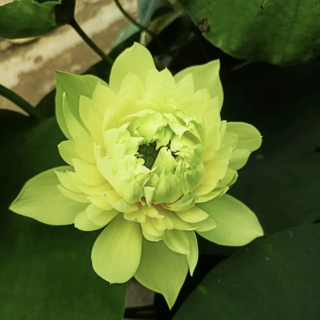 Bowl Lotus Linting Chuan Tuber