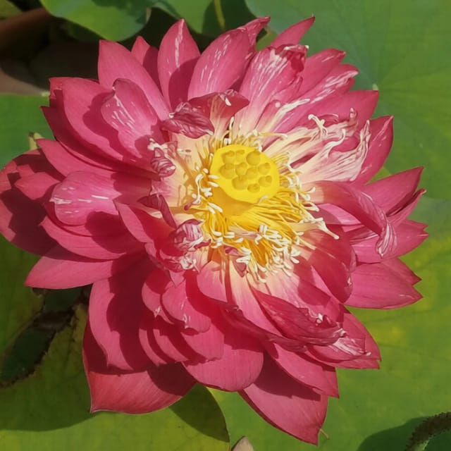 Bowl Lotus Drop Blood Tuber