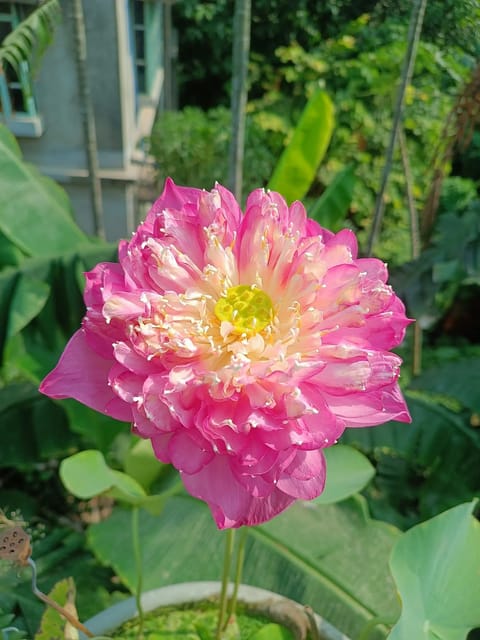 Bowl Lotus Peak of Pink Tuber