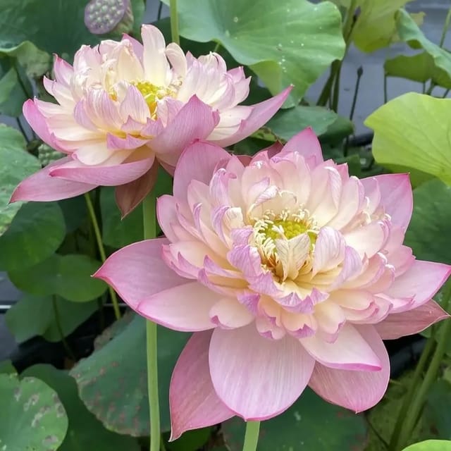 Bowl Lotus Jinse Tuber