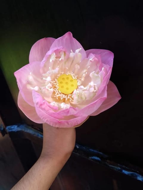 Bowl Lotus Sweet Pink Gold Tuber