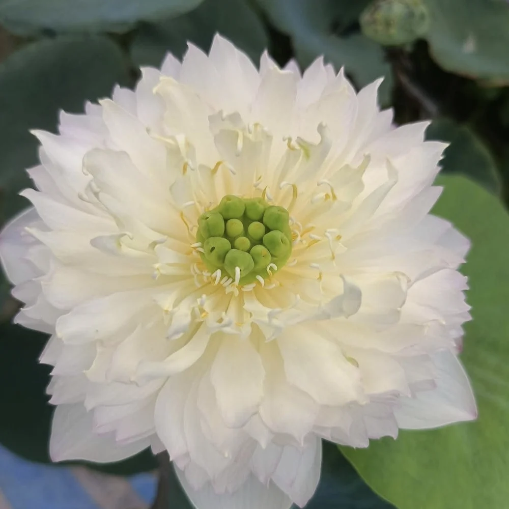 Bowl Lotus Green Cloud Tuber