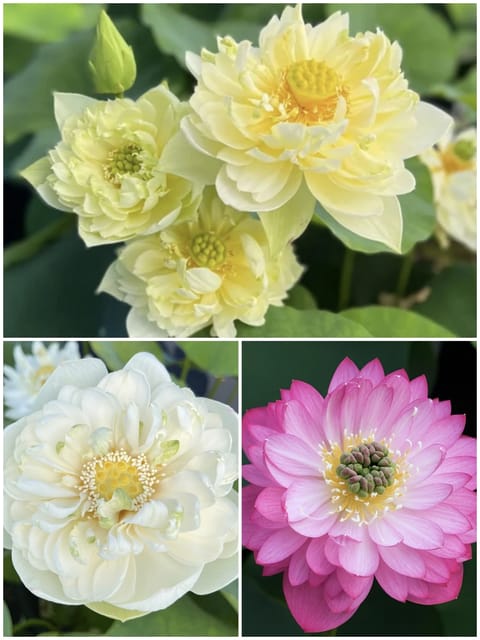 Bowl Lotus White, Pink & Yellow Combo!!! Bowl Lotus White, Pink & Yellow Combo!!!