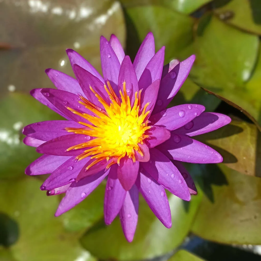 Nymphaea Detective Erika - ISG Waterlily