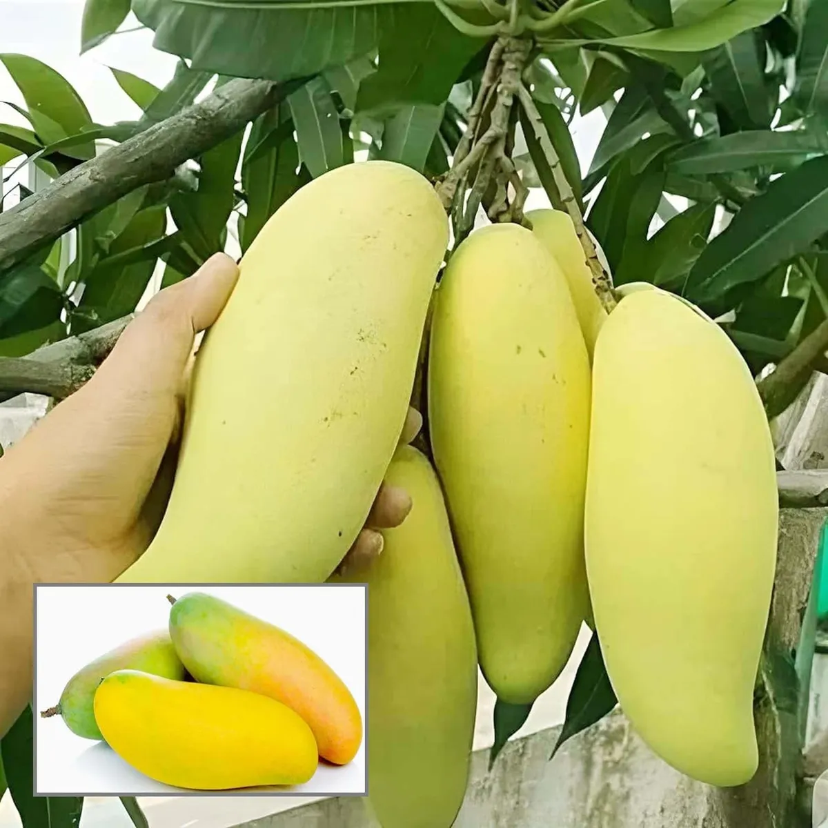 Thai Banana Variety Grafted Aam Fruit Plants & Tree(1.5-3 Feet Size)