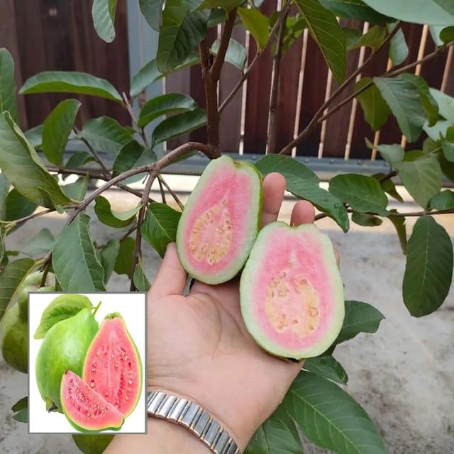 Guava Taiwan Pink Amrood Variety Fruit (Air Layering/Grafted) Plants & Tree(1.5-3 Feet Size)