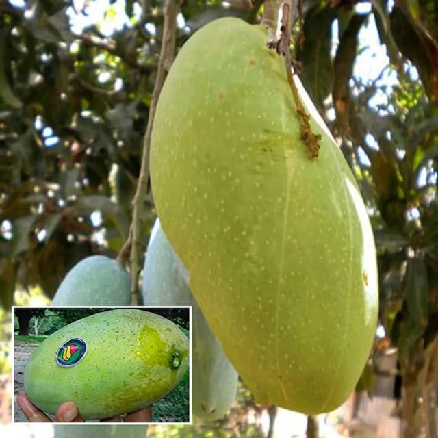 Mango Malda Fazli Variety Grafted Aam Fruit Plants & Tree(1.5-3 Feet Size) Mango Malda Fazli Variety Grafted Aam Fruit Plants & Tree(1.5-3 Feet Size)