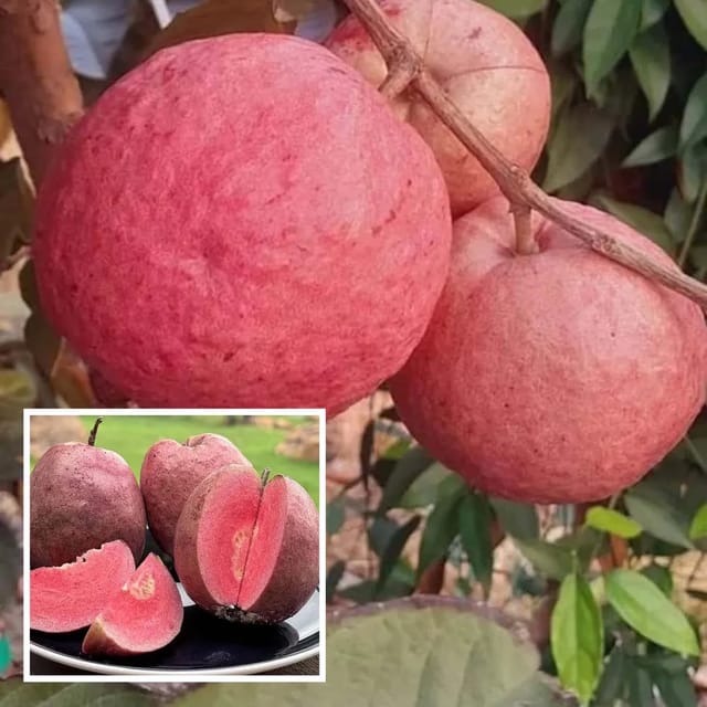 Guava Black Diamond Amrood Variety Fruit Layering/Grafted Plants & Tree(1.5-3 Feet Size)