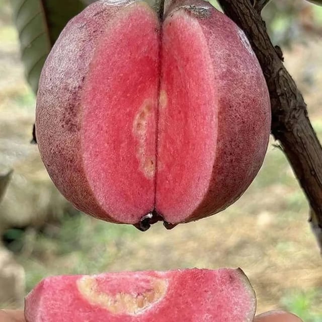 ... ...