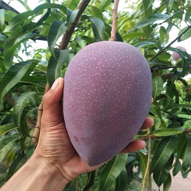 Mango Thai King of Chakapat Variety Grafted Aam Fruit Plants & Tree(1.5-3 Feet Size)