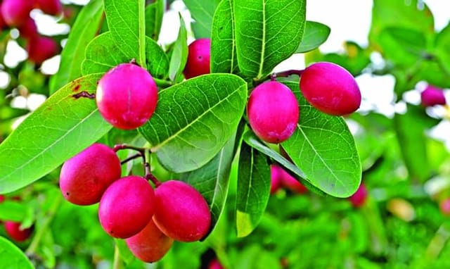 Thai Sweet Karonda Carissa Carandas Cherry Cherries Variety Fruit (Air Layering/Grafted) Plants & Tree(1.5-3 Feet Height)
