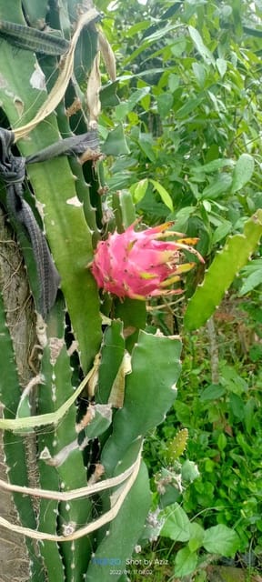 Pink Gmo Free Premium & Elegant Dragon Fruit Plant (7 To 10 Inch)