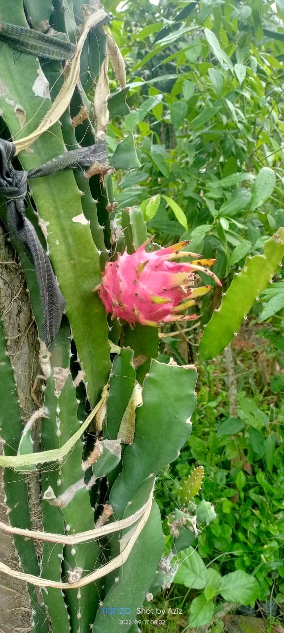 Pink Gmo Free Premium & Elegant Dragon Fruit Plant (7 To 10 Inch)