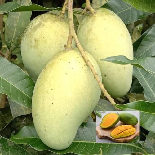 Mango Vastra All time Variety Grafted Aam Fruit Plants & Tree(1.5-3 Feet Size)