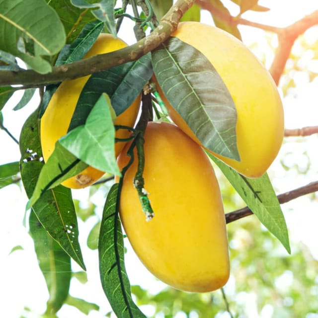 Chinna_Rasam_Rasalu_Mango_Aam_Grafted_Fruit_Plant_(1.5-3 Feet Height) Chinna_Rasam_Rasalu_Mango_Aam_Grafted_Fruit_Plant_(1.5-3 Feet Height)