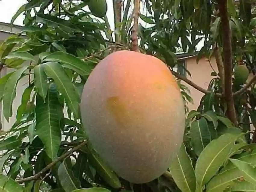 Mango Goa Mankurad Variety Grafted Aam Fruit Plants & Tree(1.5-2 Ft Size)