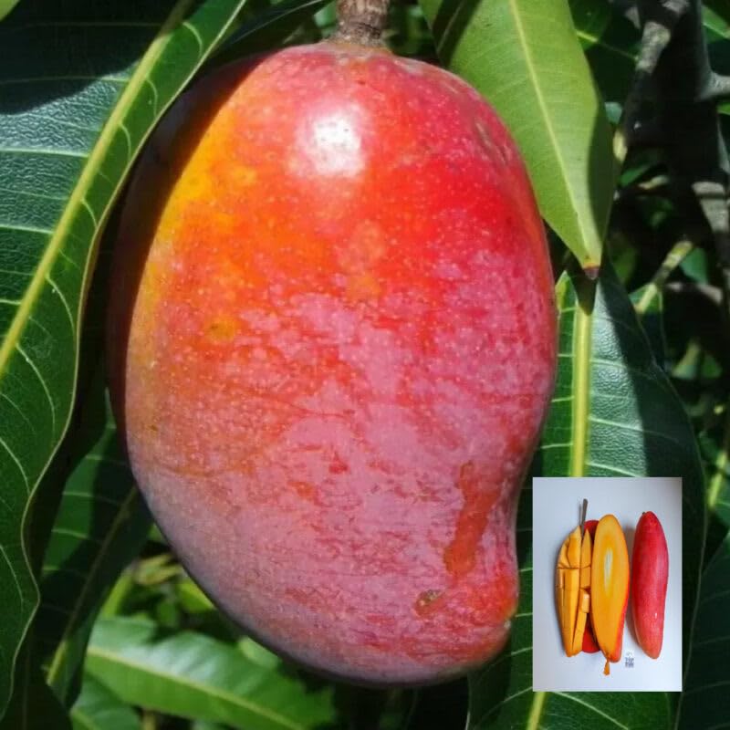 Xi Shi 11 Shi Mango Aam Grafted Fruit Plant (1.5-3 Feet Height)