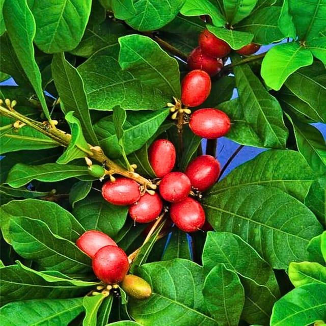 Miracle Berry/Miracle Fruit Rare Tropical Bush Fruit Plant (1.5-3 Feet Height)