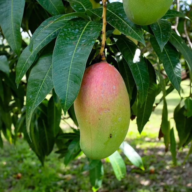 Mango Valencia Pride Variety Grafted Aam Fruit Plants & Tree(1.5-3 Feet Size)