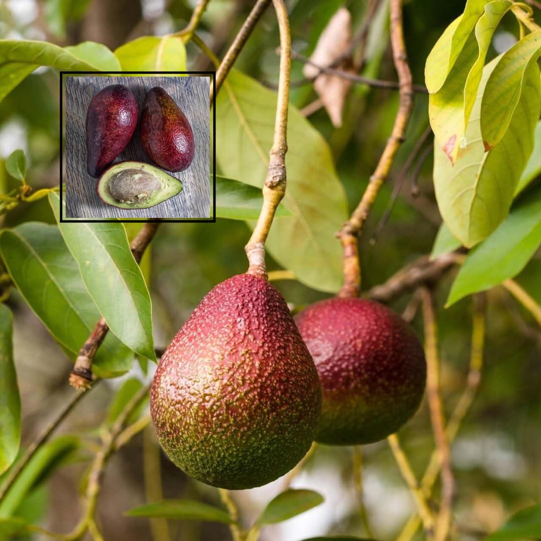 Avocado Miami Red variety Butter Fruit Grafted Plants & Tree (1.5-3 Feet Size)