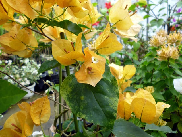 Yellow Colour Bougainvillea Kagoj Ful Shrubs Flower Plants & Tree(1-2 Feet Size)