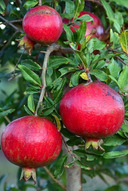Pomegranate Granada Variety Fruit (Air Layering/Grafted) Anar Plants & Tree(1.5-3 Feet Size)