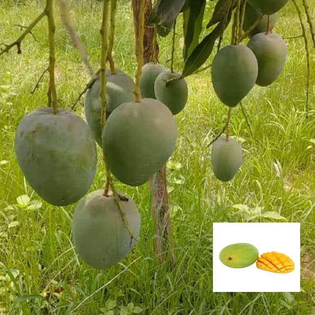 BARI 4 Variety Grafted Mango Aam Fruit Plant & Tree(1.5-3 Feet Size)