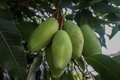 Imam Pasand Himayat Humayun Pasand Mango Aam Grafted Fruit Plant (1.5-3 Feet Height)