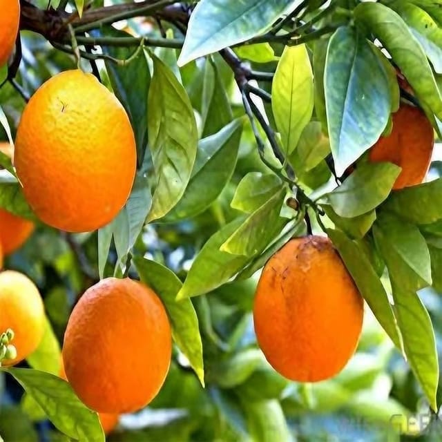 Darjeeling Orange Variety Grafted Santra Fruit Plants & Tree(1-2 Feet Size)