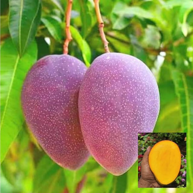 BN7 Mango Aam Plant Grafted Variety Plant (1.5-3.5 Ft Height)
