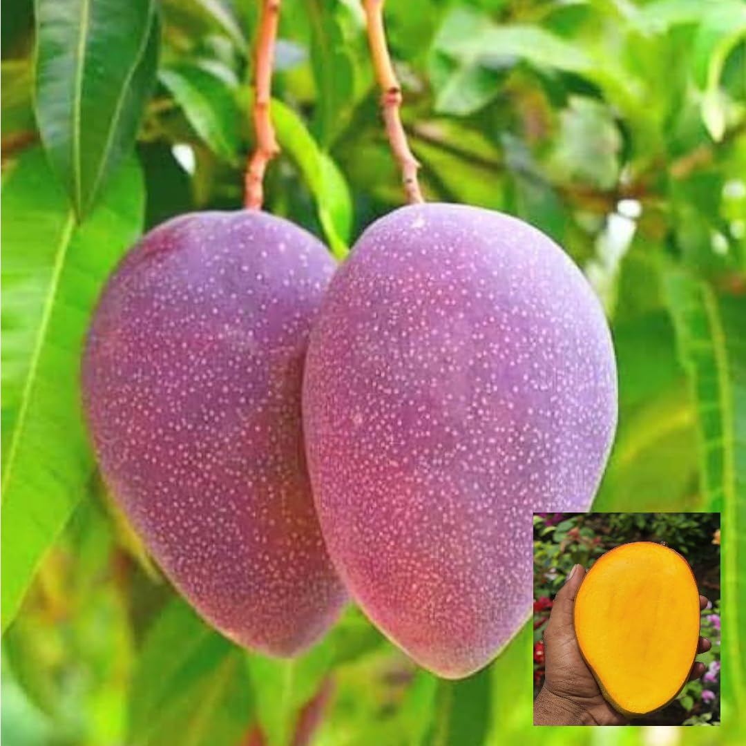 BN7 Mango Aam Plant Grafted Variety Plant (1.5-3.5 Ft Height)