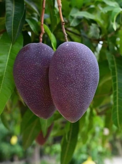 Mango Bari 13 Variety Grafted Aam Fruit Plants & Tree(1.5-3 Feet Size)