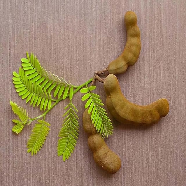 Tamarind Sour Vantoor Variety Imli Fruit Grafted Plants & Tree(1.5-3 Feet Size) Tamarind Sour Vantoor Variety Imli Fruit Grafted Plants & Tree(1.5-3 Feet Size)