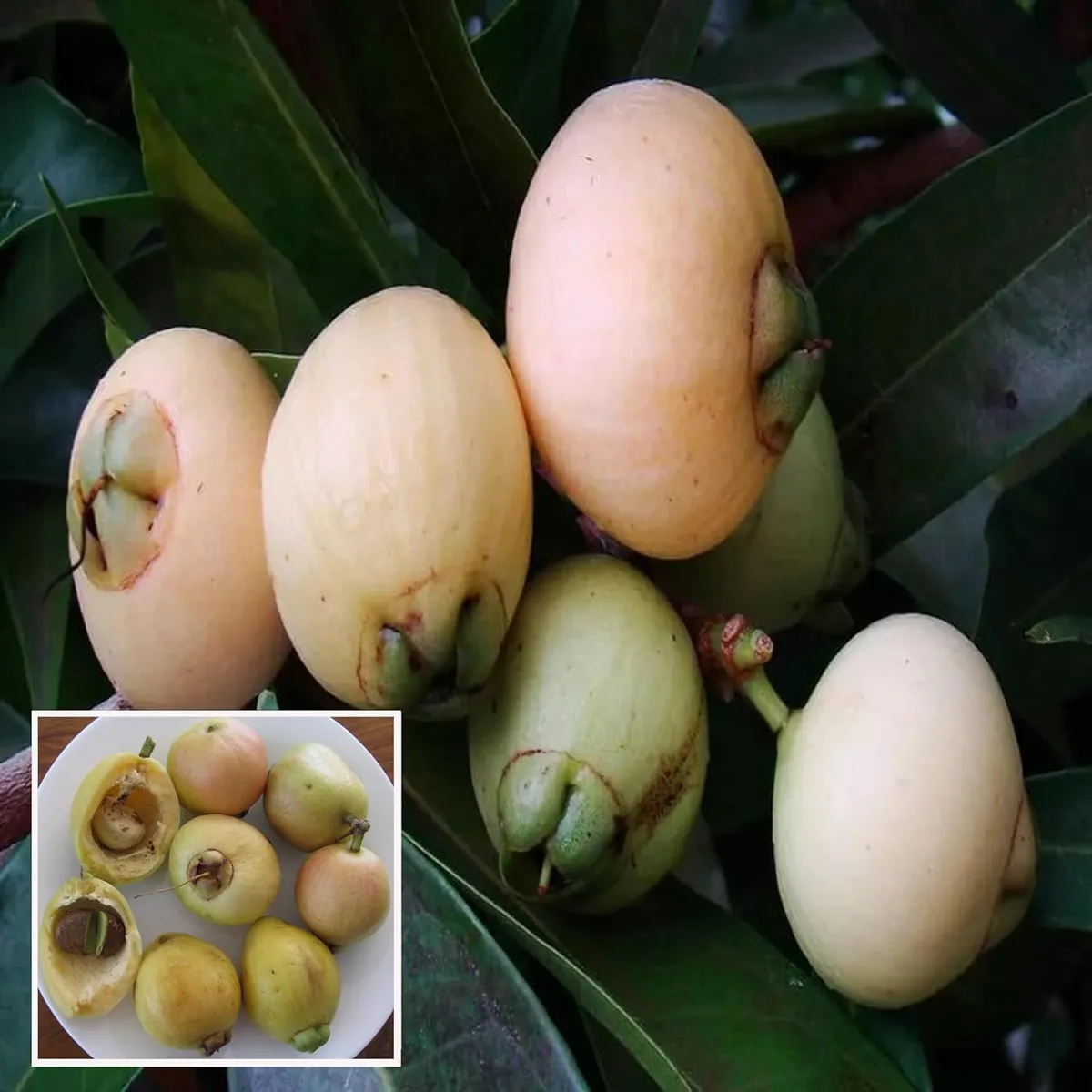 Rose Apple Gulab Jamun Jambos Variety Fruit (Air Layering/Grafted) Plants & Tree(1.5-3 Feet Size)