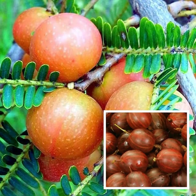 Gooseberries Thai Red Amla Variety Amlaki Fruit Grafted Plants & Tree(1.5-3 Feet Size)
