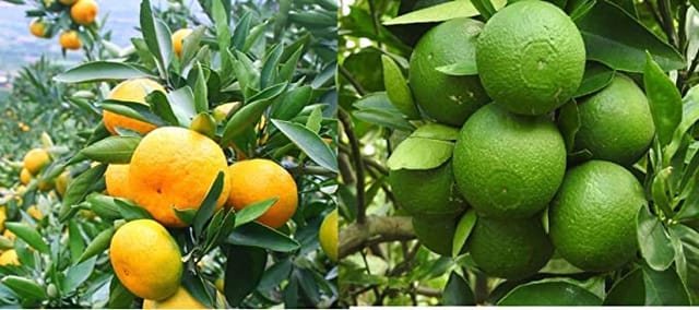 Bari 1 Malta Mosambi Variety Grafted Fruit Plants & Tree(1-2 Feet Size)