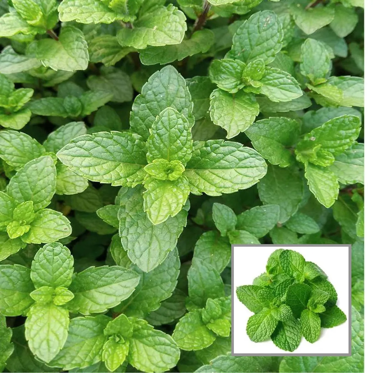 Pudina Pepermint Mentha Scented Leaf Plant (1-2 Feet Height)