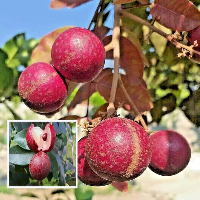 Ruby Red Plus Draagon Eye Longan Grafted Fruit Plant (1.5-3 Feet Height)