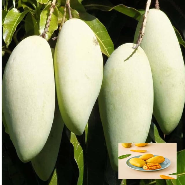 Honeydew Mango Aam Grafted Fruit Plant (1.5-3 Feet Height)