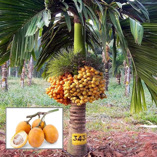 Inter Mangala Arecanut Betel Nut Supari Hybrid Fruit Plant (1.5-3 Feet Height)
