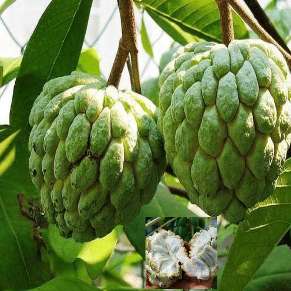 Custard Apple Sitafal Ata Variety Sugar Apple Fruit Grafted Plants & Tree(1.5-3 Feet Size)