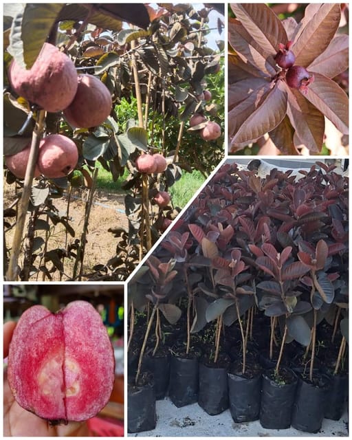 Guava Red Malaysian Amrood Variety Fruit (Air Layering/Grafted) Plants & Tree(1.5-3 Feet Size) Guava Red Malaysian Amrood Variety Fruit (Air Layering/Grafted) Plants & Tree(1.5-3 Feet Size)