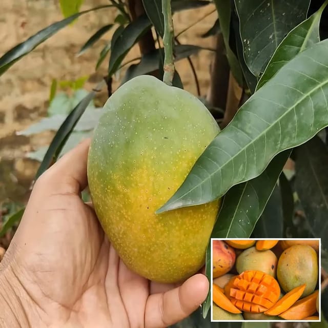 Mango Pusa Surya Variety Grafted Aam Fruit Plants & Tree(1.5-3 Feet Size)