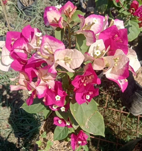 Cream Grafted Premium & Elegant Bougainvillea Flower Plant (1–2 Feet)