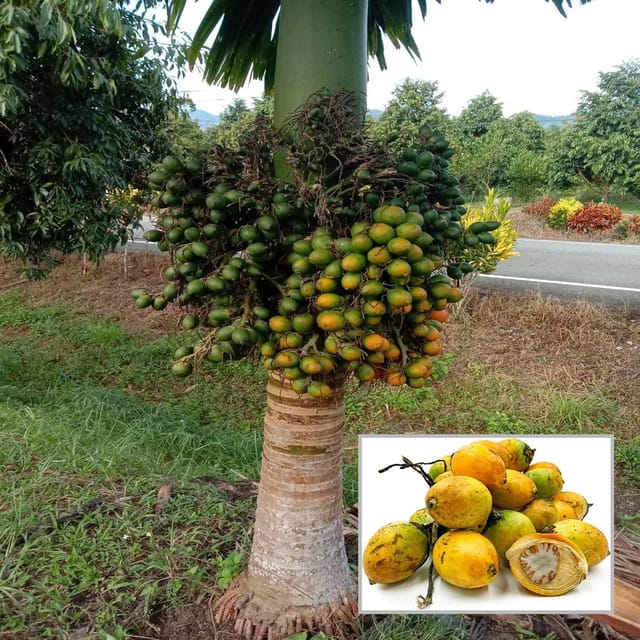 Hybrid Vtlah-2 Vittal Dwarf Arecanut Betel Plant Betel Nut Plant (1.5_3 Feet Height)