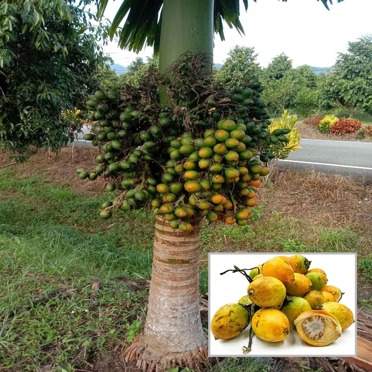 Hybrid Vtlah-2 Vittal Dwarf Arecanut Betel Plant Betel Nut Plant (1.5_3 Feet Height)