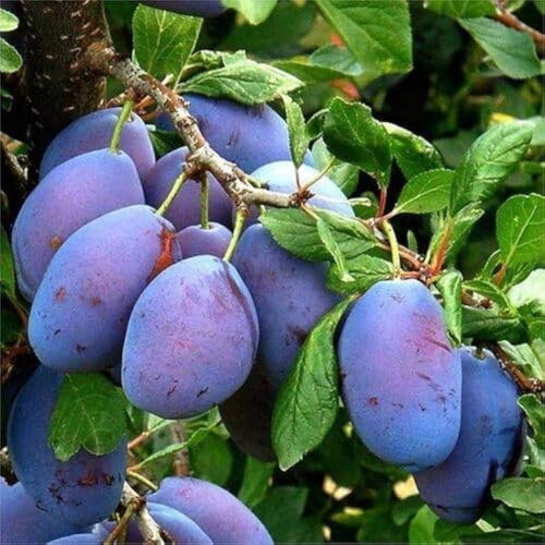 Purple Aloo Bukhara Variety Fruit Air Layering/Grafted Plants & Tree(1.5-3 Feet Size)